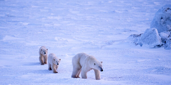 Polar Bears in Hudson Bay